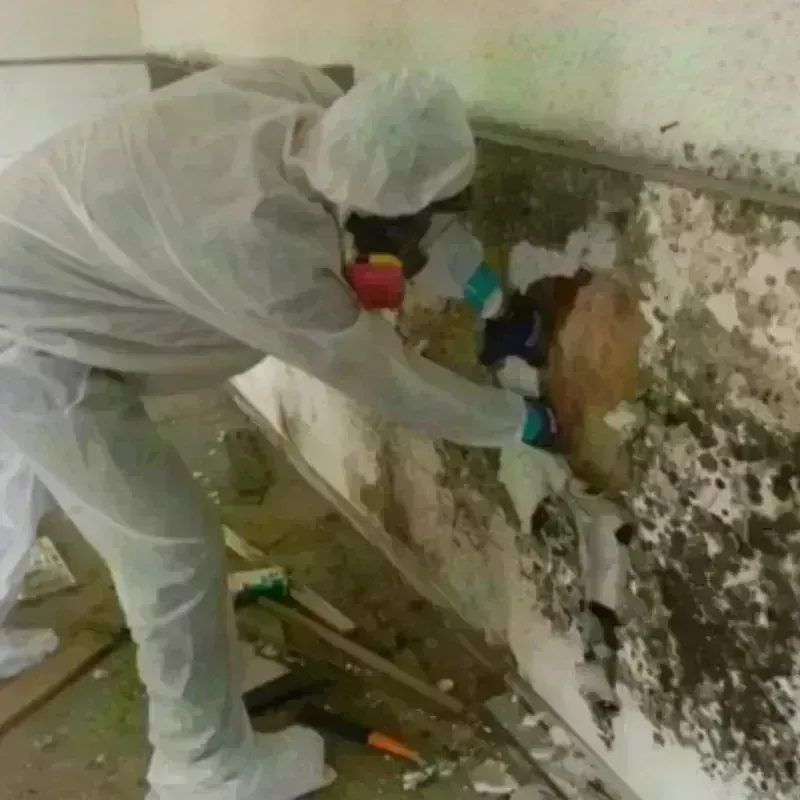 Mold Remediation and Removal in Ward, AR